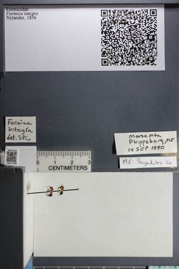 Media type: image;   Entomology 577482